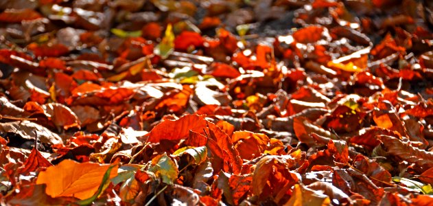 Leaf Autumn Deciduous Tree
