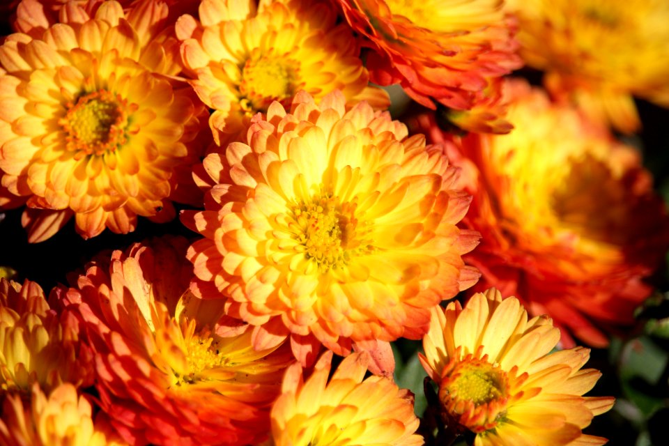 Flower Yellow Flowering Plant Chrysanths