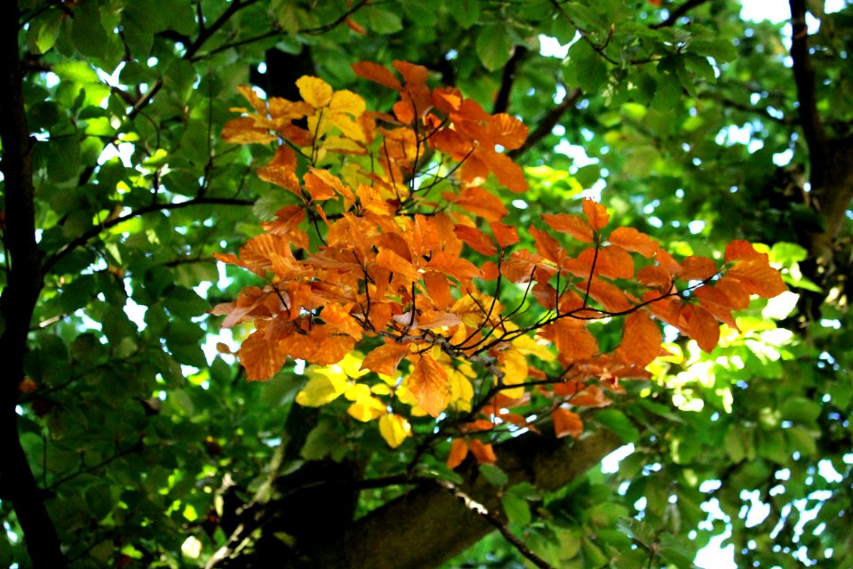 Flora Tree Plant Branch