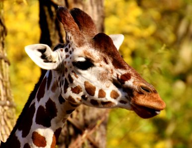 Terrestrial Animal Giraffe Wildlife Fauna