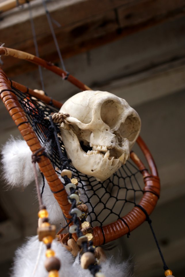 Skeleton Skull Bone