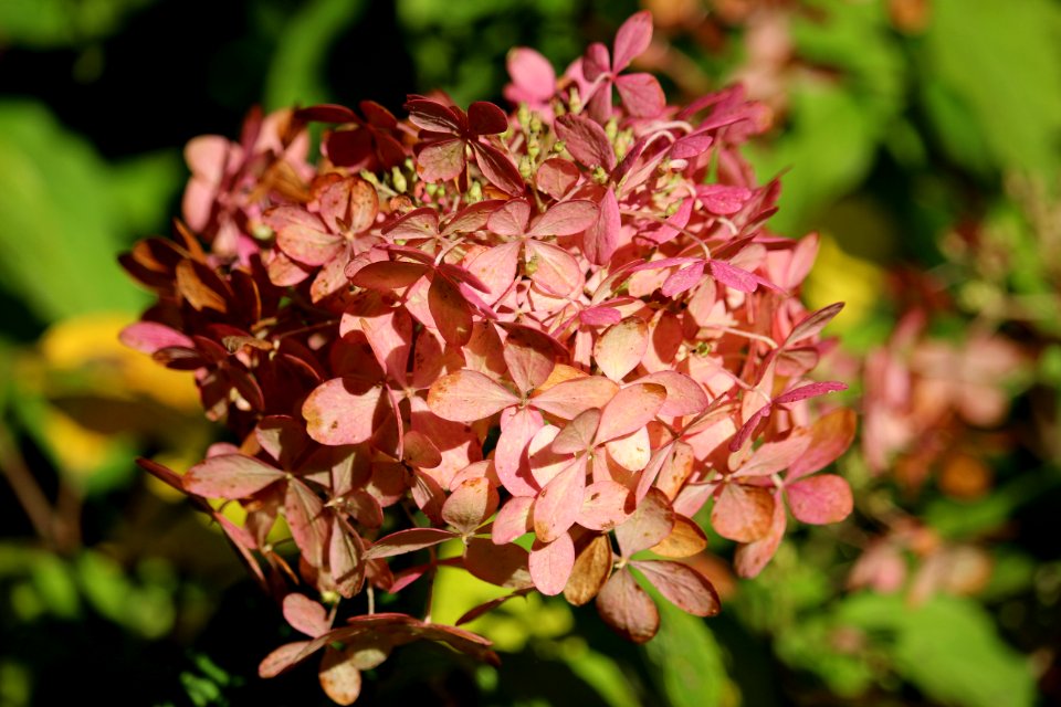 Flower Plant Flora Flowering Plant
