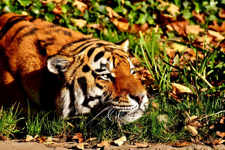 Wildlife Tiger Terrestrial Animal Mammal photo
