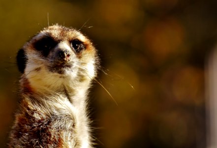 Meerkat Mammal Whiskers Fauna