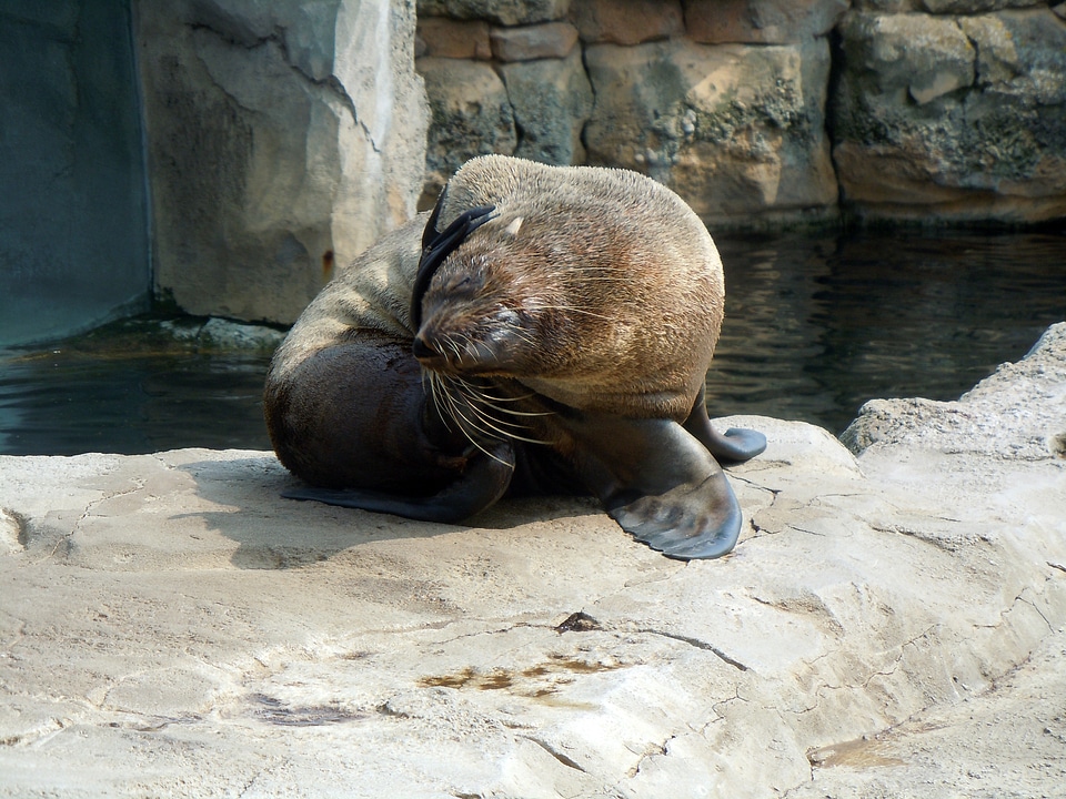 Fur seal aquatic animal body care