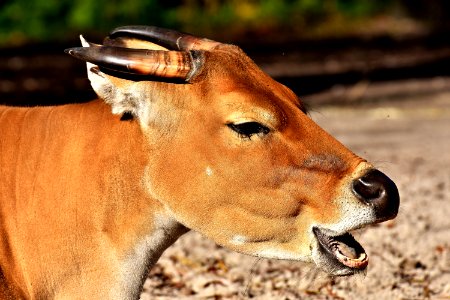 Wildlife Fauna Impala Antelope photo