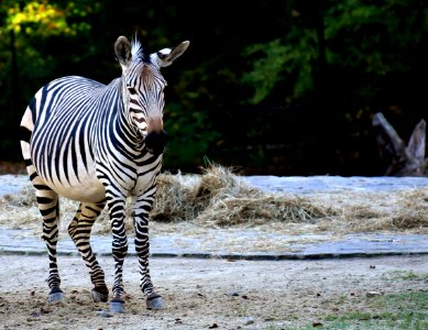 Zebra Wildlife Terrestrial Animal Mammal