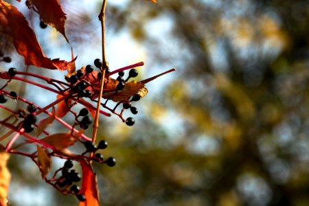 Branch Leaf Plant Tree