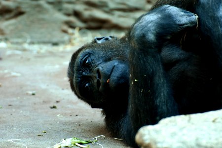 Common Chimpanzee Chimpanzee Great Ape Fauna photo