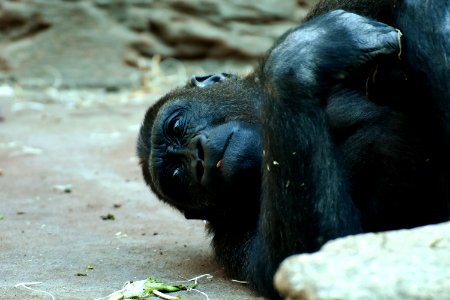 Common Chimpanzee Chimpanzee Great Ape Fauna