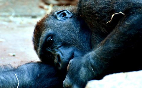 Great Ape Western Gorilla Mammal Fauna photo