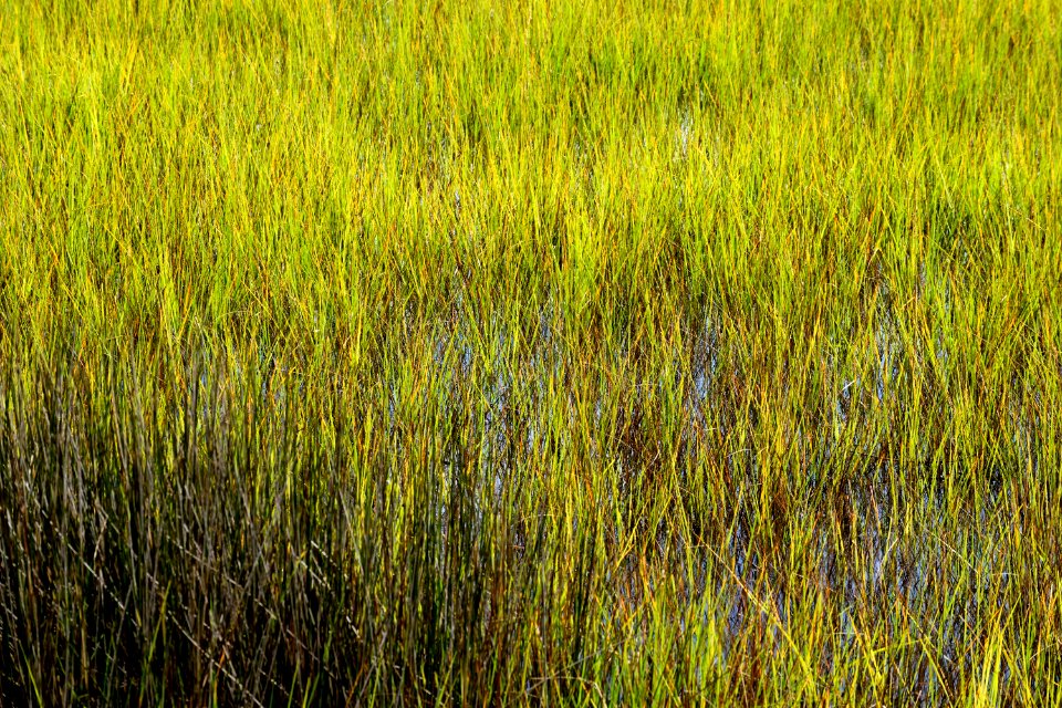 Ecosystem Vegetation Grass Grassland