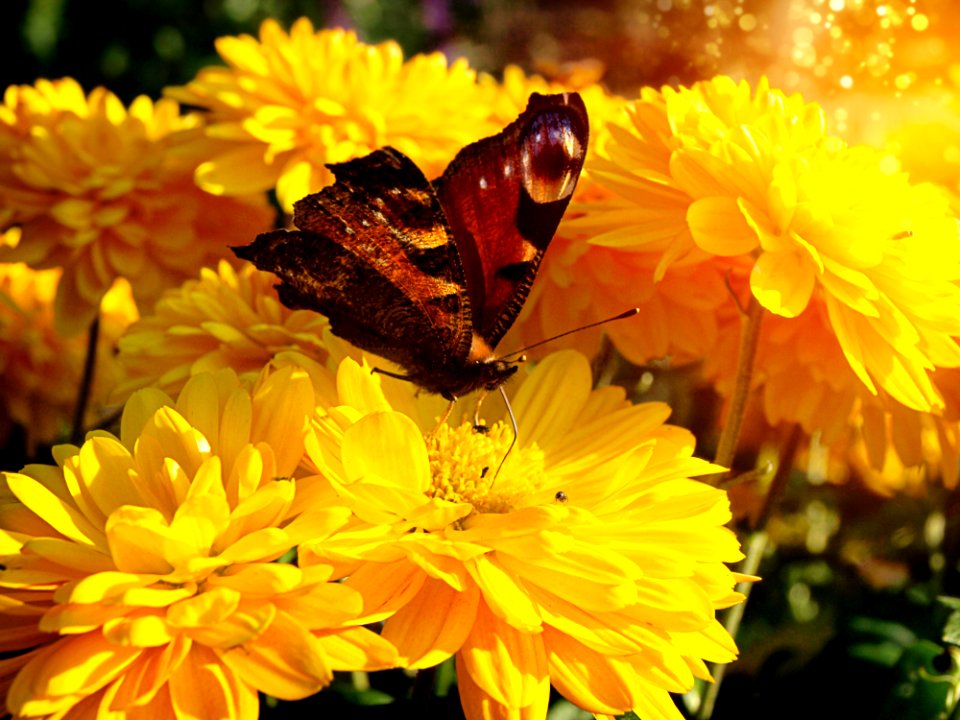 Flower Yellow Nectar Flora