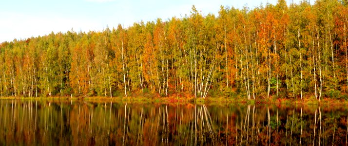 Ecosystem Reflection Vegetation Water