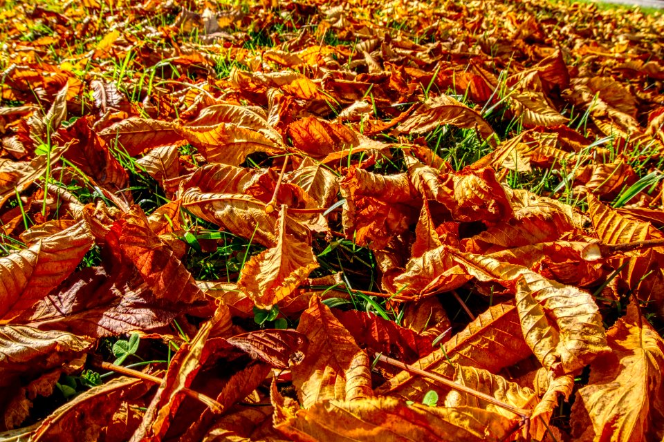 Leaf Deciduous Autumn Plant