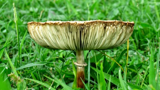 Mushroom Fungus Edible Mushroom Grass