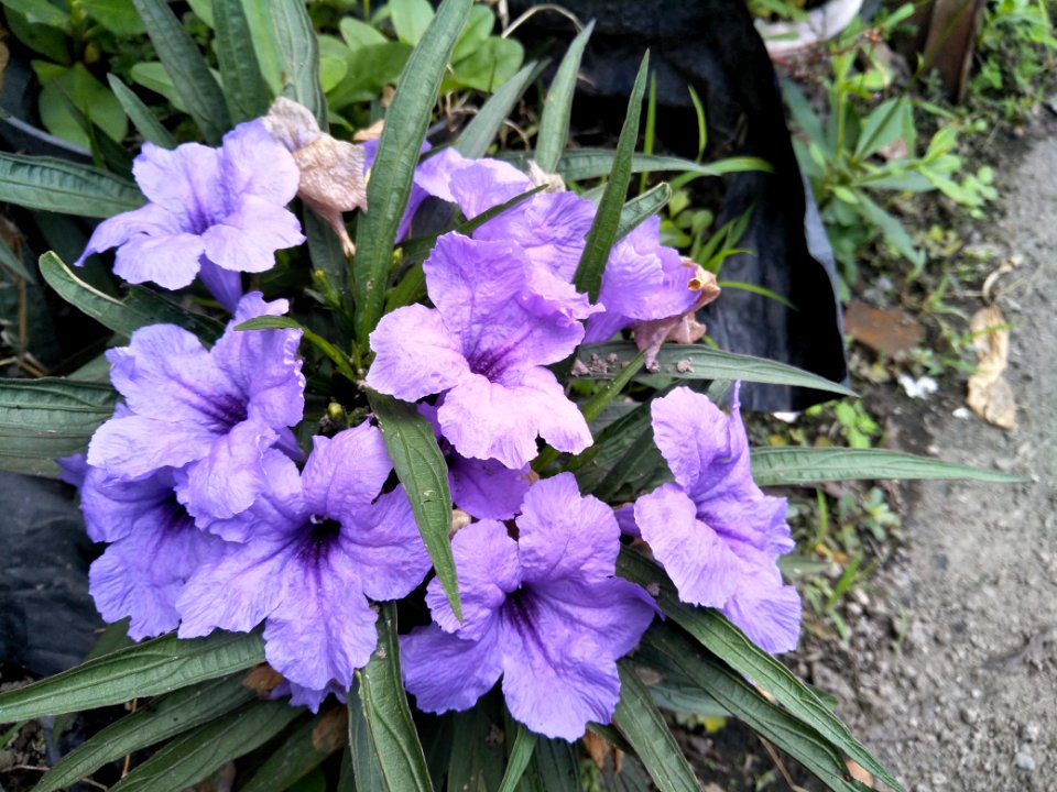 Flower Plant Purple Violet Family