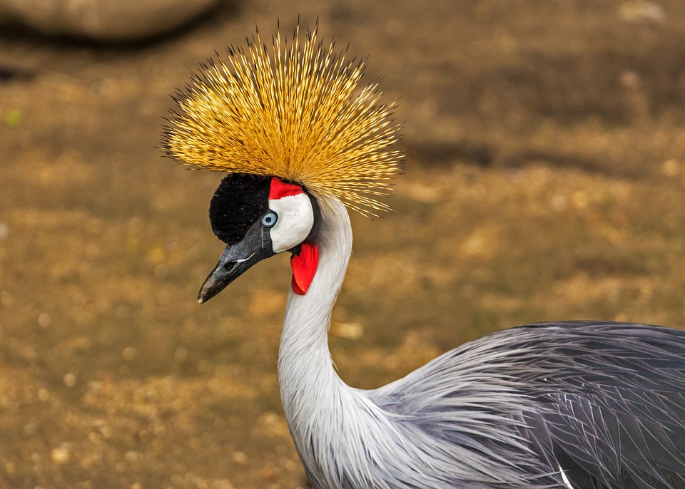 Balearica regulorum crane bird