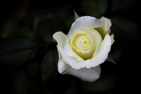 Flower White Rose Family Rose