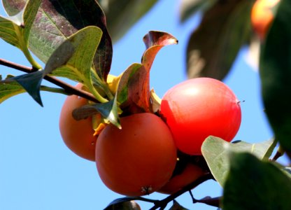 Fruit Fruit Tree Plant Diospyros