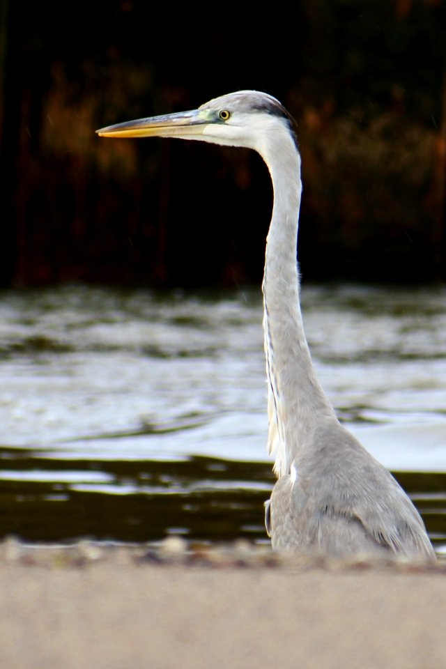 Bird Beak Fauna Water