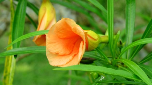 Daylily Flower Plant Evening Primrose photo