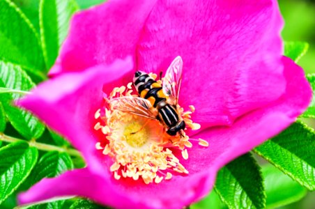 Flower Nectar Bee Honey Bee photo