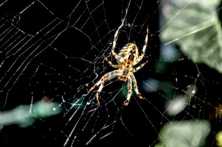Spider Web Spider Arachnid Invertebrate photo