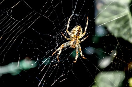 Spider Web Spider Arachnid Invertebrate