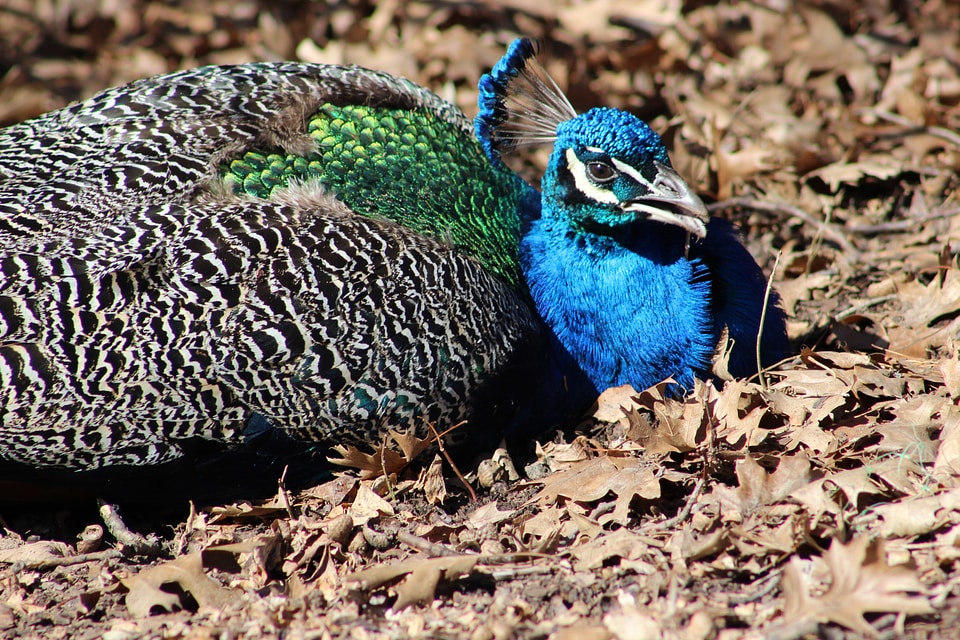 Feather blue elegant