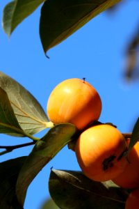 Fruit Fruit Tree Orange Citrus photo