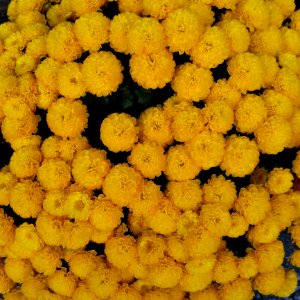 Yellow Flower Tansy Vegetarian Food