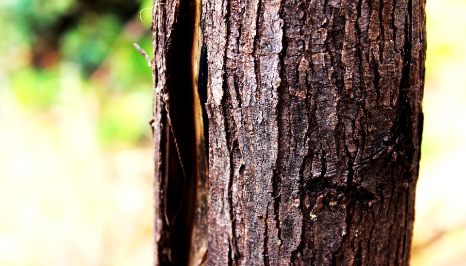 Tree Trunk Wood Branch photo
