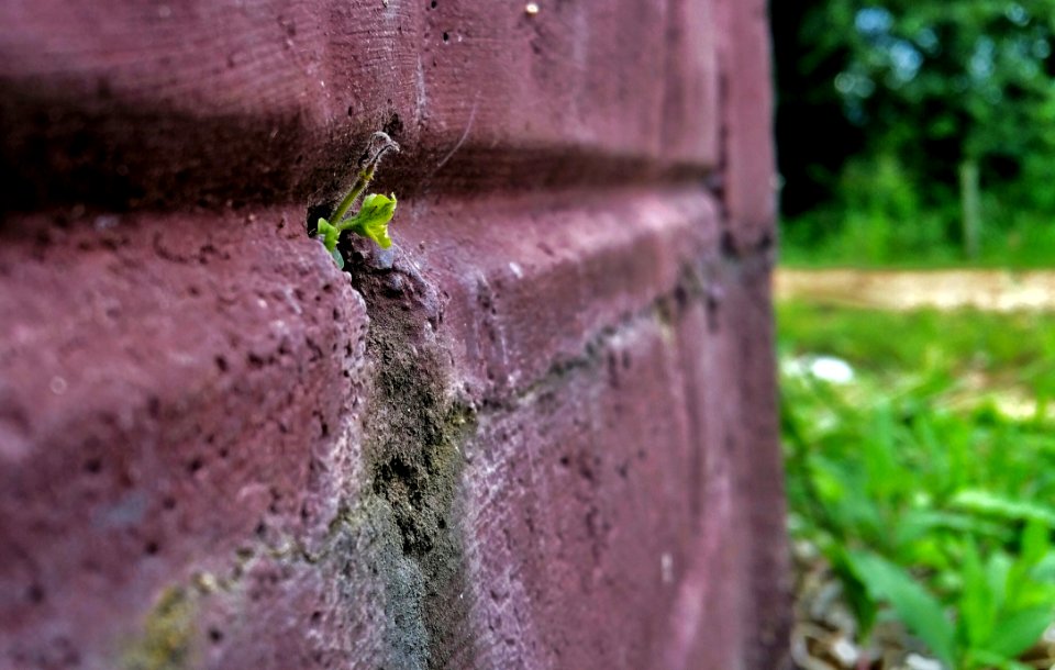 Grass Leaf Soil Tree