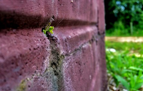 Grass Leaf Soil Tree photo