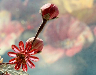 Blossom Flora Flower Spring
