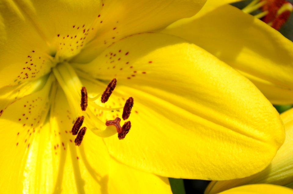 Flower Yellow Flora Pollen