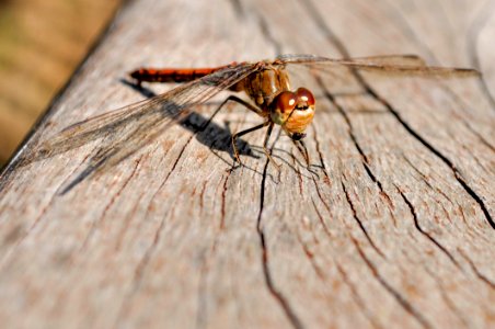 Insect Dragonfly Invertebrate Fauna