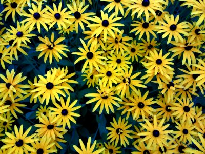 Flower Yellow Plant Flora