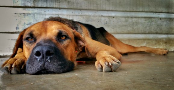 Dog Dog Breed Dog Like Mammal Snout