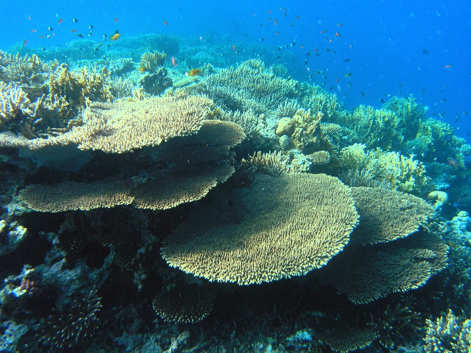 Sea life coral underwater