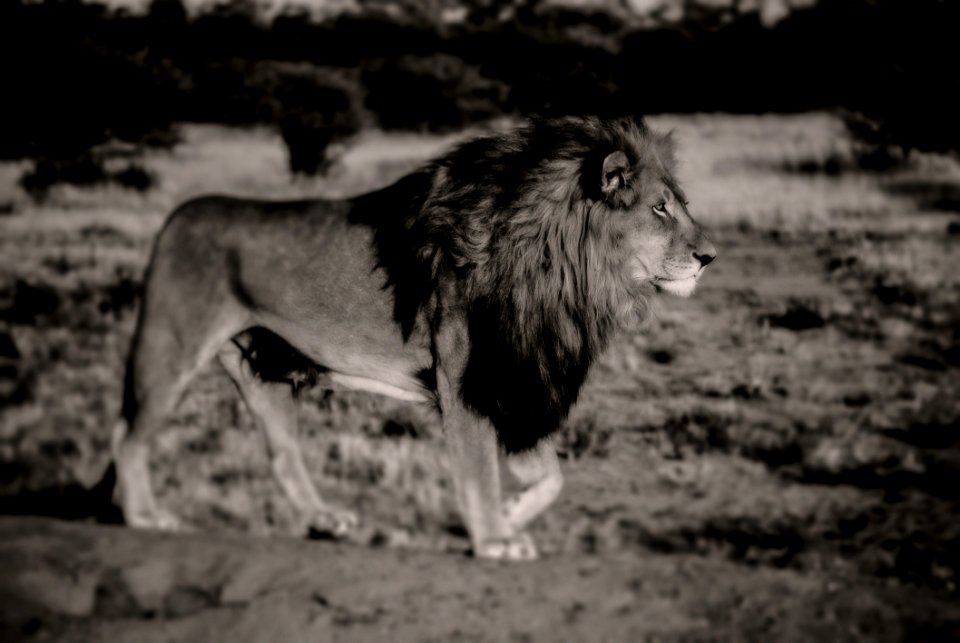 Wildlife Black And White Mammal Lion