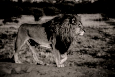 Wildlife Black And White Mammal Lion photo
