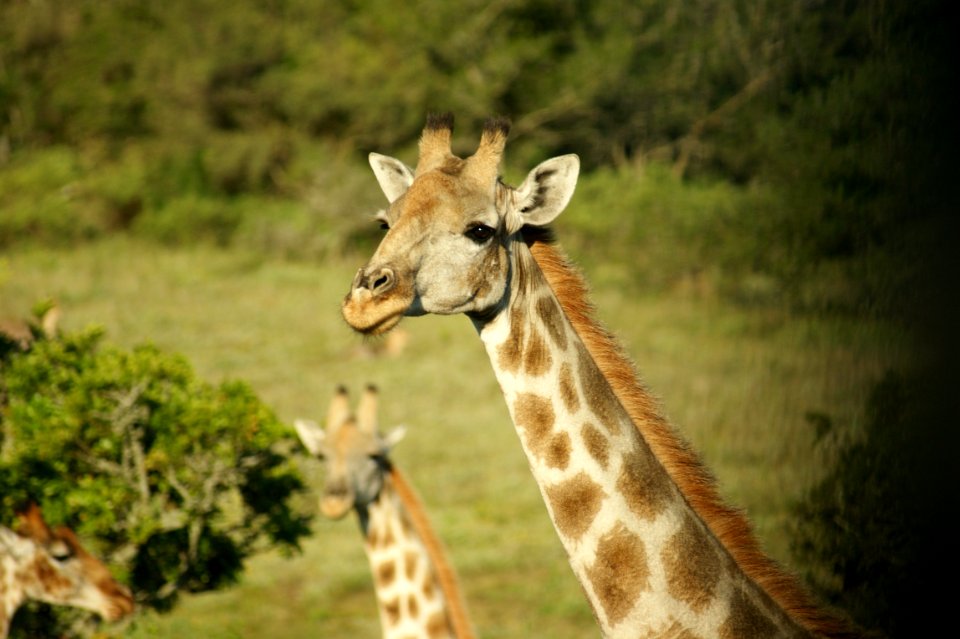 Giraffe Wildlife Terrestrial Animal Giraffidae