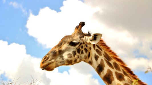 Giraffe Terrestrial Animal Wildlife Giraffidae