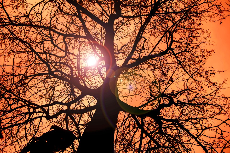 Branch Sky Tree Woody Plant