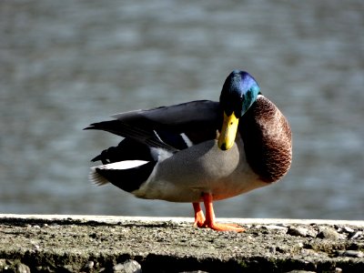 Bird Duck Water Bird Beak