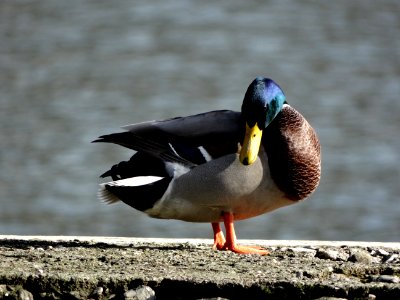 Bird Duck Water Bird Beak photo