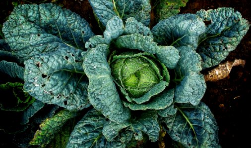 Leaf Leaf Vegetable Savoy Cabbage Cabbage