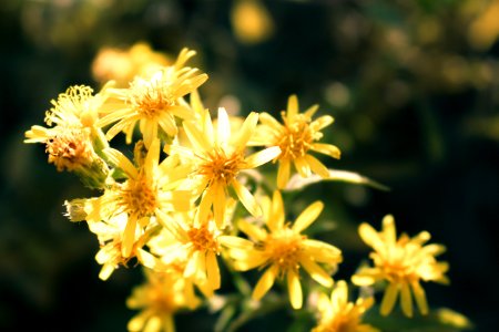 Close-Up Photo Of Yellow Petaled Flowers photo